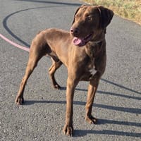 Rufo, perro en adopción