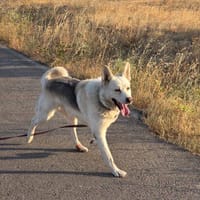 Matías, perro en adopción