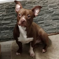 Pistacho, perro en adopción