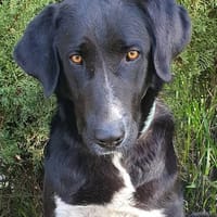 Bruna, perra en adopción