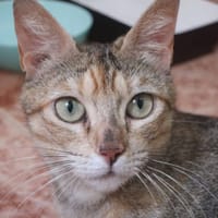 Miga, {género}