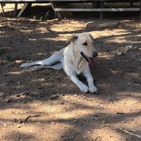 Susanita, perra en adopción