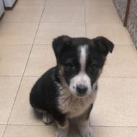 Rufián, perro en adopción