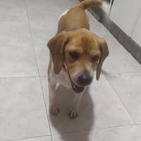 Hakan, perro en adopción