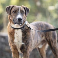 Arnold, perro en adopción