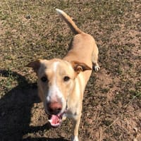 Héctor, perro en adopción