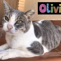 Olivia, {género}