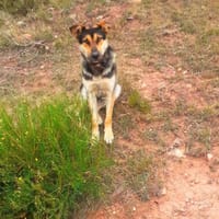 Tuco, perro en adopción