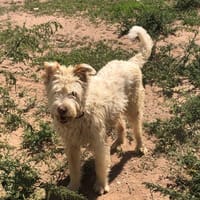 Life, perro en adopción
