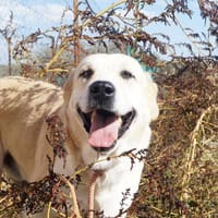 Dalí, perro en adopción