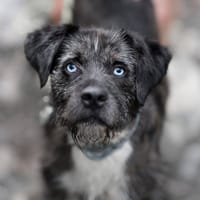 Coco, perro en adopción