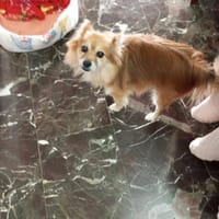 Pelusa, perra en adopción