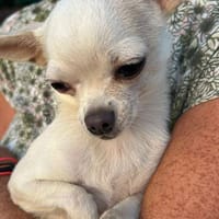 Chone, perra en adopción