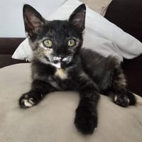 MOLLY, {género}