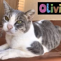 Olivia, {género}