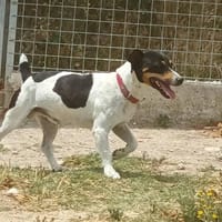Zurin, perro en adopción