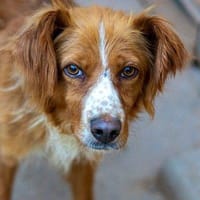 Epi, perro en adopción