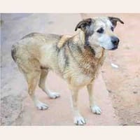 Diana, perra en adopción