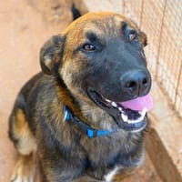 Nambo, perro en adopción
