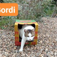 Gordi, {género}