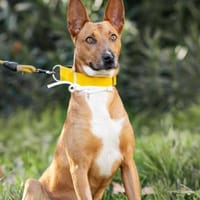 Toffe, perro en adopción