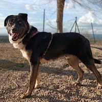 Aquiles, perro en adopción