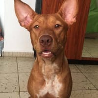 Musa, perra en adopción