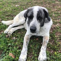 Paquito, perro en adopción