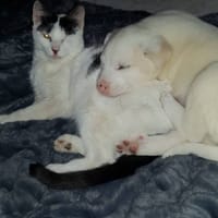Kena, perra en adopción