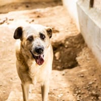 Carmela, perra en adopción