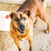 Janeiro, perro en adopción