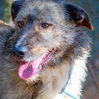 Tras, perro en adopción