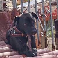 Romeo, perro en adopción