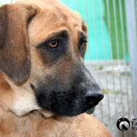 Mara, perra en adopción