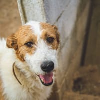 Tambor, perro en adopción