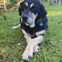 Milo, perro en adopción