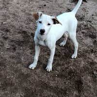 Légolas, perro en adopción