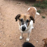 Dehesa, perra en adopción
