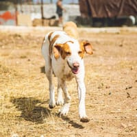 Pluto, perro en adopción