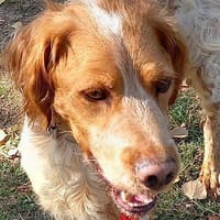 Mus, perro en adopción
