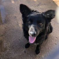 Peaky, perro en adopción