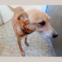 Loky, perro en adopción