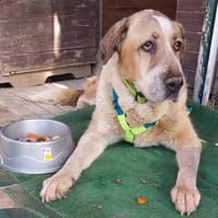 Farru, perro en adopción