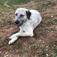 Max, perro en adopción