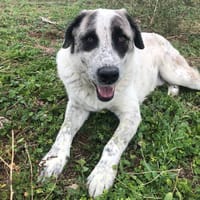 Simba, perro en adopción