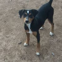 Aragorn, perro en adopción