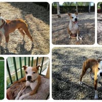 Lolo, perro en adopción