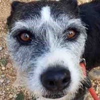 Niño, perro en adopción
