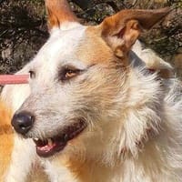 Jana, perra en adopción