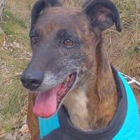 Duma, perra en adopción